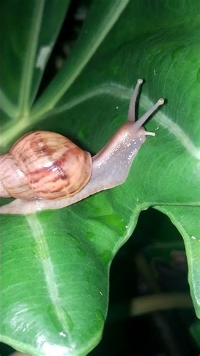 Unbelievable Speed Test: Snail Edition 🏎️💨