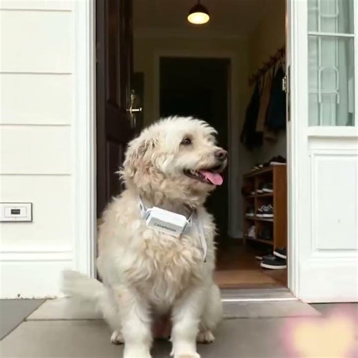 🐩 Poodle Barking at the Door – Who’s There?!#training #dog #puppytraining #dogtraining#teddi#shorts