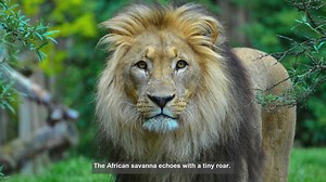 10 Remarkable Lion Cubs Featured by National Geographic