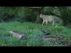 Wildlife in the forest | By Morten Hilmer - Denmark, 03 September 2022
