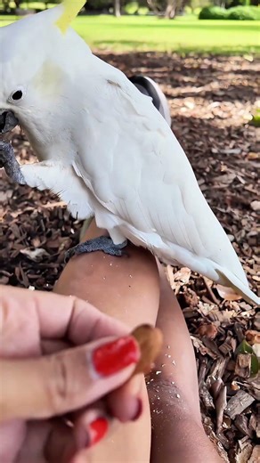 Cute Wild Cockies Learn to Say Hello!