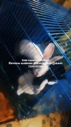 தானத்துலேயே சிறந்த தானம் மத்தியானம் 🤣🤣😆🤔😂 #pets #dog #cat #birds #love #funny #shorts