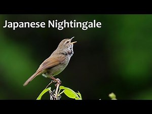 Japanese Nightingale - bird song in the forest
