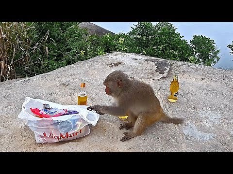 MONKEY MOUNTAIN - DA NANG, VIETNAM