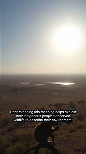 The Meaning Behind 'Koala' in Aboriginal Language