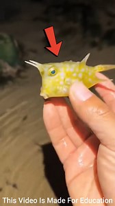 7.5K views · 31 reactions | This Cute Fish Releases Poison!  | Horned Boxfish Facts #shortsvideos | Mind Power | Facebook