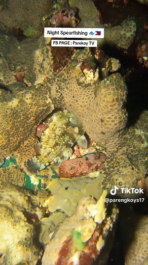 FB PAGE: Parekoy TV,, SA secretong spot 🐟#fishinglife #spearfishing #buhaymandaragat #spearfishingphilippines #fishing #foryou #foryoupage