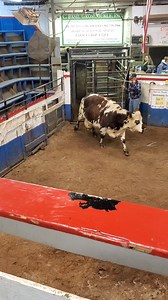 154K views · 821 reactions | Freckled cow sold #livestock #livestockauction #cow #auction #auctions #farm #ranch | Country Road Bidding | Facebook