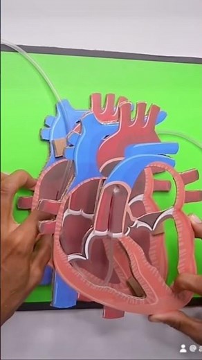 Functional model of the heart ❤️ #heart #anatomy #science #body #heart #highschool