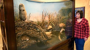 Here's why lifelike natural history museum exhibits are referred to as 'Milwaukee-style'