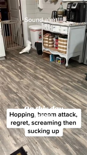 Buster Sister you’re hypnotizing me #fyp #parrot #viral #hypnosis #b... | Busterrthecockatoo