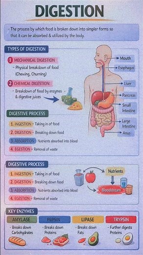 Digestion in Humans | Complete Digestive System Explained | Class 7/8 Science
