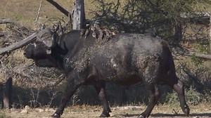 Watch as this Buffalo chases a Zebra herd away from a waterhole in Kruger National Park, South Africa. #animals #safari #nature #wildlife #amazing | Wildest Kruger Sightings