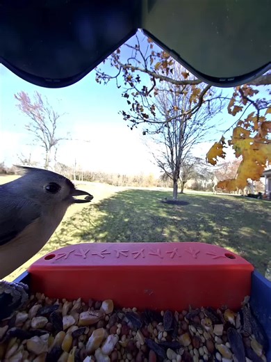 Latest Bird Buddy Visitors: Watch These Unique Species