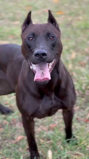 6.9K views · 910 reactions | Dog Breed ➡️ #BANDOG From @bestofbothworldsk9  #Usa . #Bestofbothworldsk9 #nofuckingaroundcrew #workingdogsofinstagramDog Breed ➡️ #BANDOG From @bestofbothworldsk9  #Usa . #Bestofbothworldsk9 #nofu*kingaroundcrew #workingdogsofinstagram #arispedigreeonline | Dogs In The World | Facebook