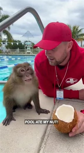 Funny Monkey Talks to Police Officer & More! 😂
