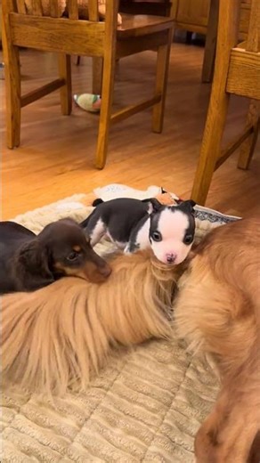 “This Glorious Furry Toy Is Too Cute to Ignore 🧸✨”