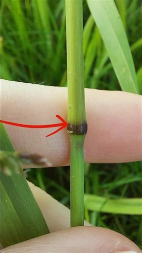 Plants have knees! #botany #gardening #biology #homeschooling #grasses #plants