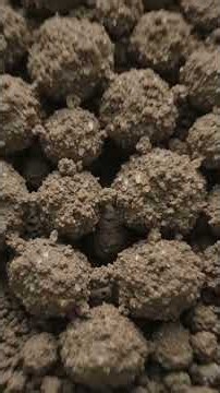 You Won’t Believe What Compost Does Underground!