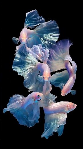 Live Wallpaper for Android | Tropical Fish