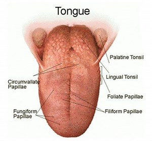 Ageusia - Causes, Symptoms, Treatment, Diagnosis