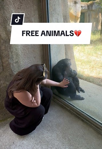 Chimpanzé en captivité : pourquoi boycotter les zoos