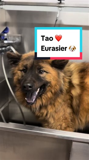 Je vous montre comment je realise une grosse réduction de mue sur Tao ❤️ un eurasier 🐶 #toilettage #grooming #groomer #chien #dog #toilettagechien #puppy #shampoing #reductionmue #mue #eurasier