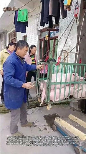 "Smart Pig Selling Hack | Effortless Moving with Pulley System"
