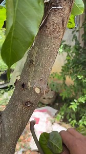 Prune mango branch | GardeningFruit