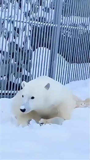 Cutest Polar Bear Snow Day Ever!