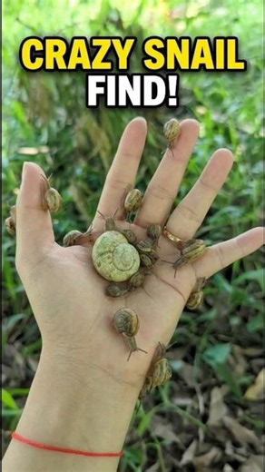 You Won’t Believe How Many Snails I Found! 🌿🧐#snails #wildlife #animals