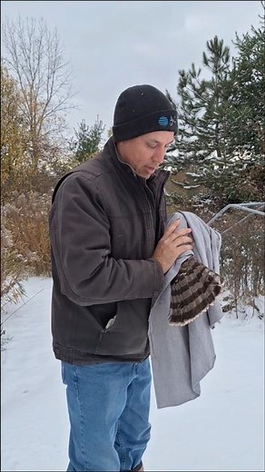 Coopers hawk in the Goshawk trap