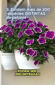 5 segredos sobre a flor PETUNIA