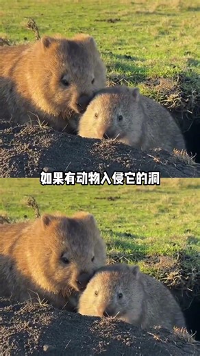 The Mysterious Square Poop Mystery: Meet the Cutest Animal with a Unique Ability! Wombat A