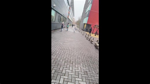 Going to class? Flock of geese waddle through university campus in Warwick