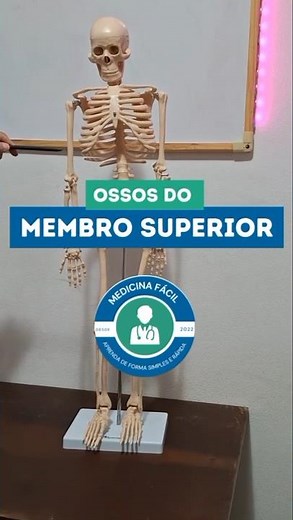 Sistema Esquelético: Ossos do Membro Superior #anatomia #medicina