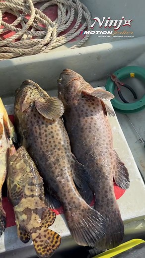 17K views · 402 reactions | Ninja Motion Jerker pilihan saya untuk setup heavy game! Korang nak test stamnina korang rod korang boleh roger Si Apit Kanan #ProgaFishing #ninjamotionjerker | Md Shahir | Facebook