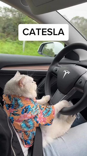 Beastly Banter (@beastly_banter)’s videos with original sound - Beastly Banter