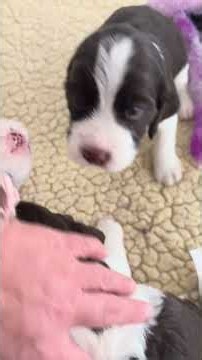 Baby English Springer Spaniel Puppies Scaring The Big Puppies 🐶