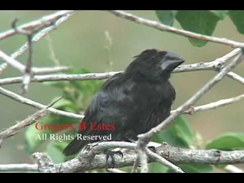 Darwin's finches in the Galapagos Islands