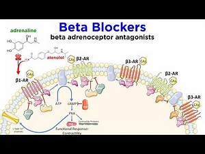 Heart Failure and the Beta-1 Adrenoceptor