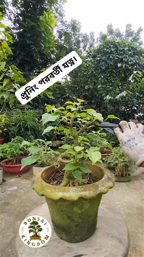 14K views · 299 reactions | Regular care and patience — these two are the true roots of every beautiful bonsai.  নিয়মিত যত্ন আর ধৈর্য্য — এ দু’টোই প্রতিটি সুন্দর বনসাইয়ের আসল ভিত্তি।  — Bonsai Kingdom of Lemon | Bonsai Kingdom of Lemon | Facebook