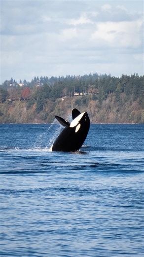 Here are some of the magic moments from when J and K Pods, along with the Greater L4s (L4s, L47s, L72s, and L90), visited Puget Sound last weekend! 🤩 You can watch the full replay on our YouTube channel (link in bio). We still have more content to go through and edit, including the East Passage webcam replay, as well as our encounters from Shoreline and Point Defiance. So be on the lookout for those to come! Don’t forget, you can also sign up for email alerts for when there are whales live on o