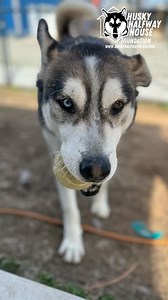 1,000 days. That’s how long Cody has been waiting for his person, his couch, his forever home. And honestly? It’s about time this boy gets what he deserves. At 8 years old, Cody has plenty of life left to live, but he’s also got his priorities straight. Run when he wants to, nap when he wants to, and sass when necessary. He’s very sweet and affectionate, loves attention, and is super friendly—he’ll happily meet new people any day of the week. But don’t let that fool you—this boy has some serious
