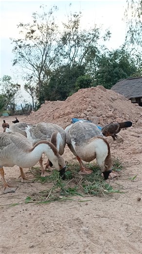 Geese easy to raise #pets #geese #animals #animalshorts