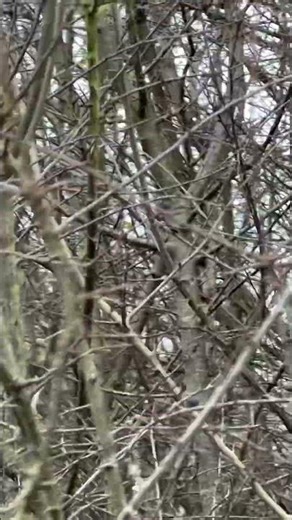 Mistle Thrush ? Singing - I could not see it #nature #birdsounds #birdsound #thrush