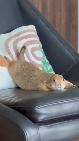Poppy Melts Into Her Chair: Watch Her Relax
