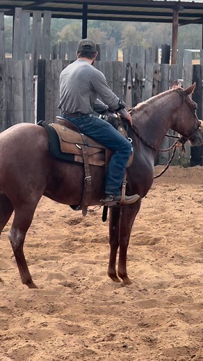 It’s the first time in the Hackamore for a lot of these 3 year olds post Snaffle Bit and Fseven Clark Kent is loving it! We are looking forward to this next show season for sure 😎 owned by @trev3252 #horsetraining #nrcha #performancehorses #fypage | Zac O’Neal Performance Horses