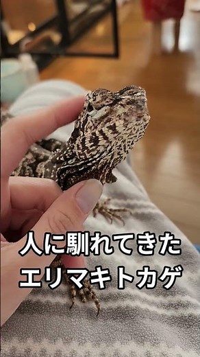 だいぶ人に馴れてきたエリマキトカゲ(個体差があるので必ずしもこうなるとは限りません) #エリマキトカゲ #爬虫類 #トカゲ