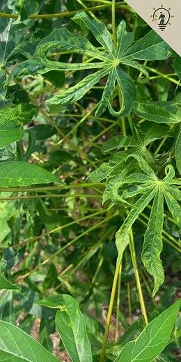Indian Cassava Mosaic Virus | Symptoms & Management